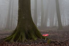 Weiberner Wald